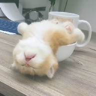 抖抈直播
